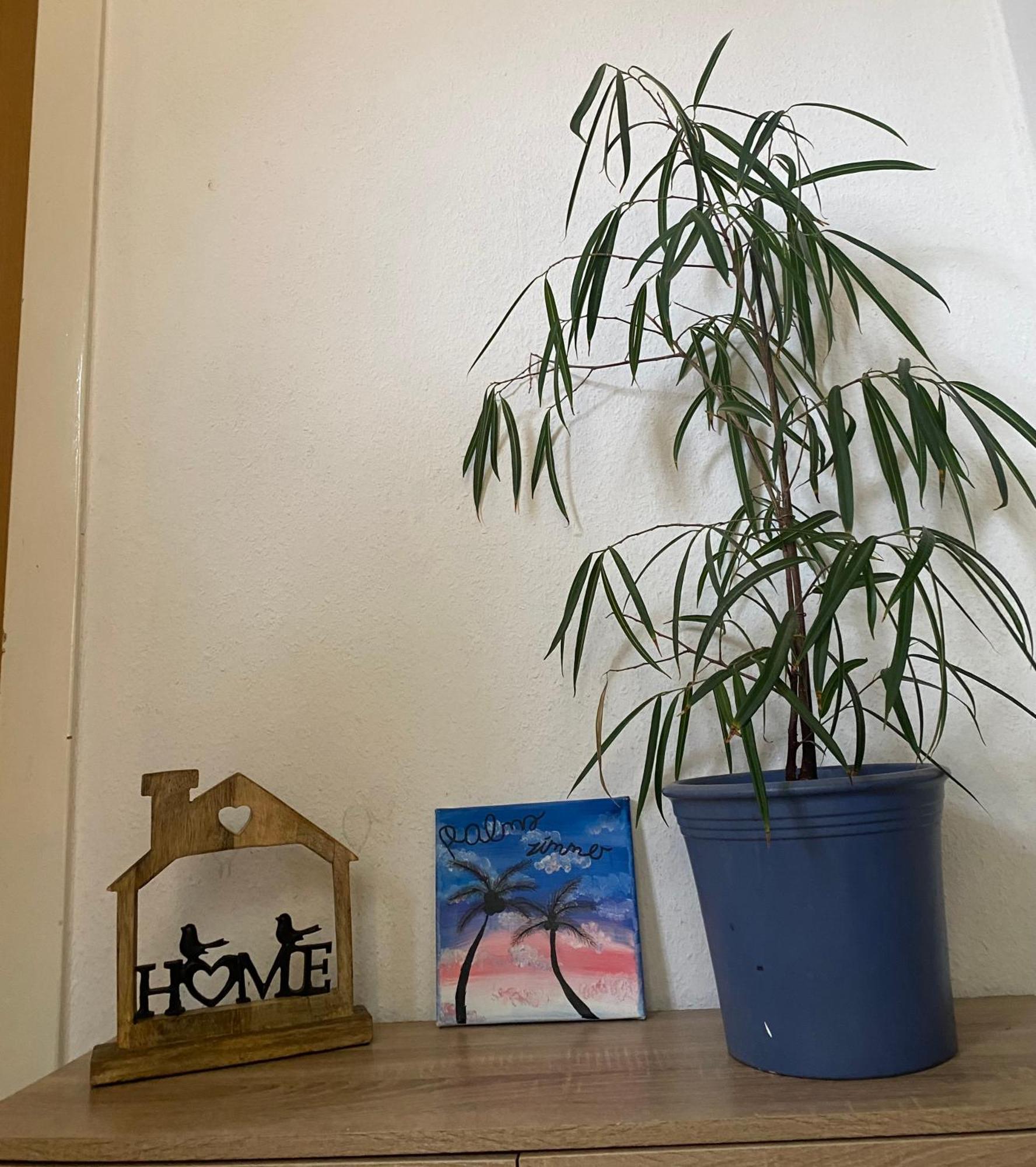 Palms Zimmer フレッヒェン エクステリア 写真